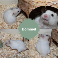 Bommel