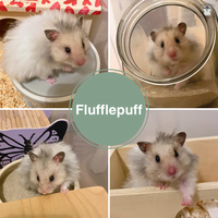 Flufflepuff