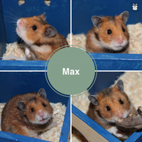 Max