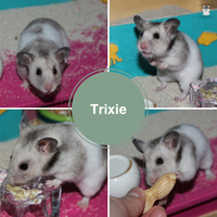 Trixie